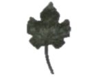 CS6123-Grape-Leaf-e1593391682535.jpg